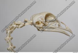 hen skeleton 0059